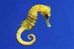 Yellow Seahorse 